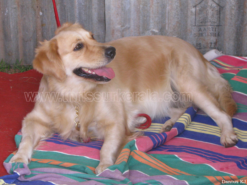 Mannuthy-Thrissur-Dog-Show-2011 (39)